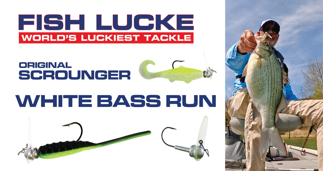 The Original Scrounger catches White Bass on the run.