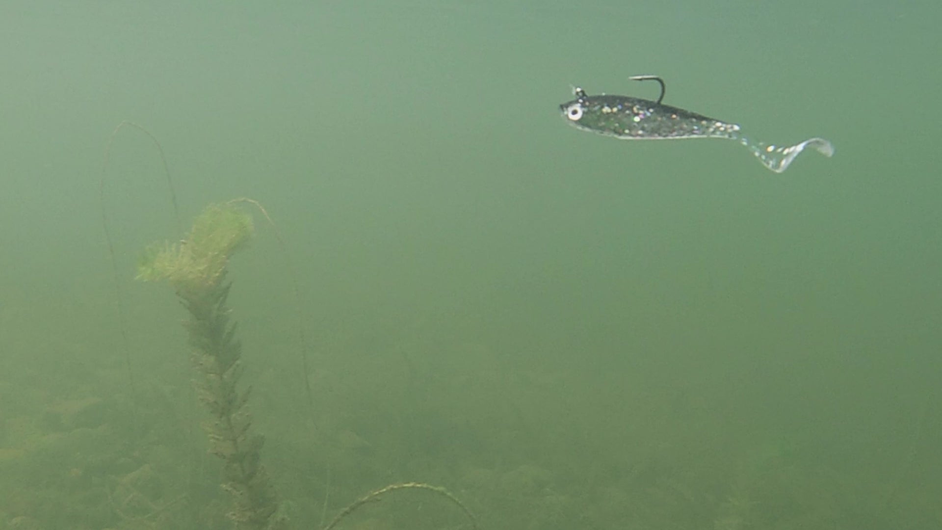 Mirror Image Darting Shad – Fish Lucke